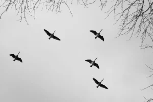 Grupo de pájaros volando en el cielo, con un ave al frente que simboliza el liderazgo y la conducción de un equipo.